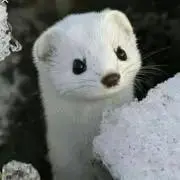 まるまる