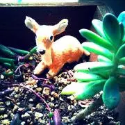 ☆クッキー☆