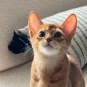 ていいいの画像