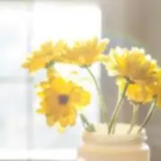 ひなの画像