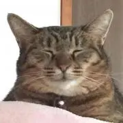 にゃんたる⭐️医療用インナーキャップの画像
