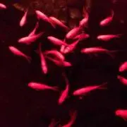uminogoldfishの画像