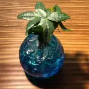 ととのの画像
