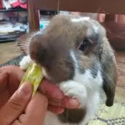 ゆみごんの画像