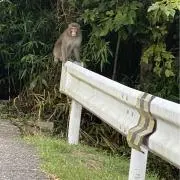 SARUの画像