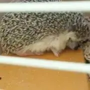 ちくすけの画像