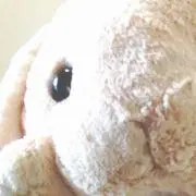 しましまの画像
