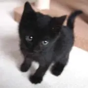 くろねこの画像