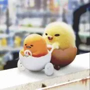 micoの画像