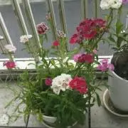 みゅうごんの画像