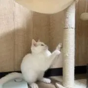 モニカの画像