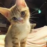 netの画像