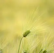 黄金の麦の画像