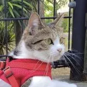 ひらひらの画像