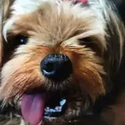 さくらの画像