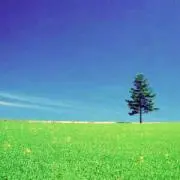 アロエ