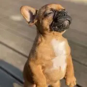 ロバトの画像