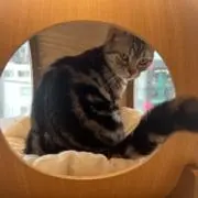 ぱーまん
