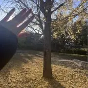 ハスの画像