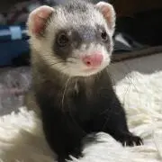 愛蘭の画像