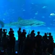 もも