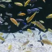 によ