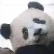 パンダの画像