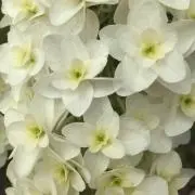 みなの画像