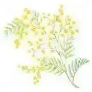 mimosa*の画像