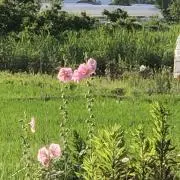 しゃぼんだまの画像