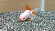きのこ