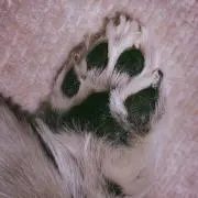 どぐの画像