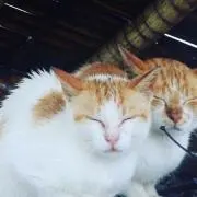 ななの画像