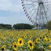 にんじん