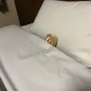 かぼちゃの画像