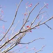 むげの画像