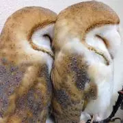 homiの画像