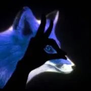 kitsuneの画像