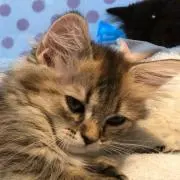 はるはる