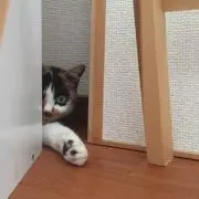 ミイミルク