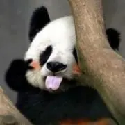 中国産うなぎ