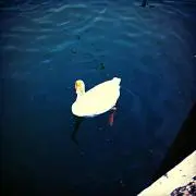 琵琶湖におったアヒル