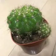 ケントちゃんの画像
