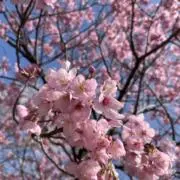 とぅー。の画像
