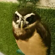 みつこの画像