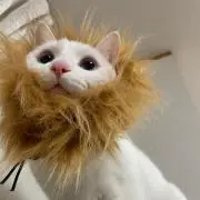 hakuの画像