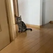 リクノコトウの画像