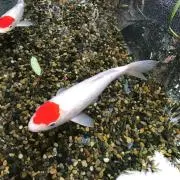 ひよみみ