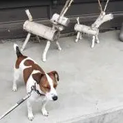 Koteの画像