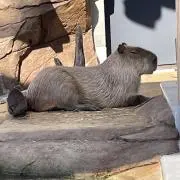 変更の画像